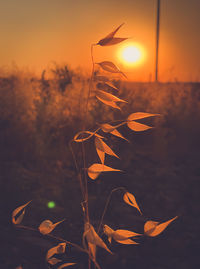 Close-up of plant against sky during sunset