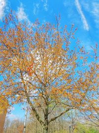 Low angle view of tree against blue sky