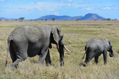 Elephants in a field