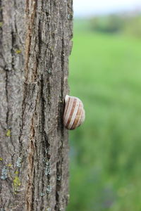 Close-up of snail on tree trunk