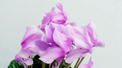 Close-up of pink flowers