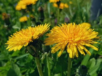 Close-up of yellow flowering plant