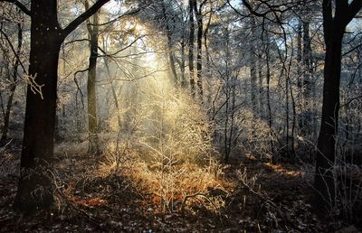 Bare trees in forest