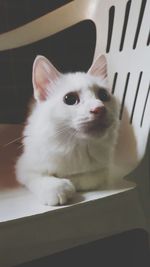 Close-up of cat looking away