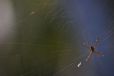 Close-up of spider and web