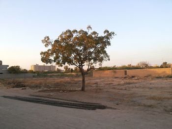 Trees against clear sky