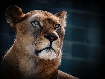 Close-up of a lion looking away