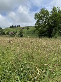 Scenic view of field against sky