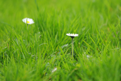 Close-up of white flowering plants on land