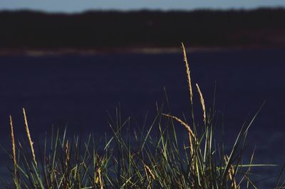 Close-up of grass growing in field