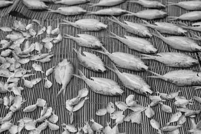 High angle view of birds on fish