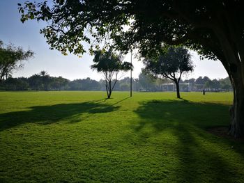 Trees growing on field