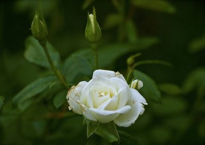 Close-up of white rose