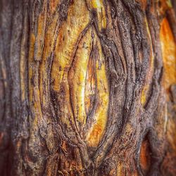 Full frame shot of tree stump