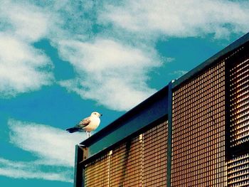 Low angle view of birds perching on railing