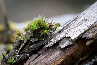 Close-up of an insect on wood