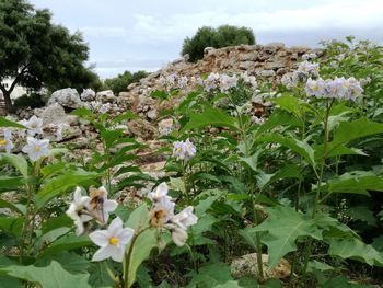 Close-up of white flowering plants on field