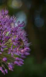 Close-up of bee pollinating on purple flower