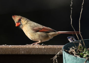 Close-up of bird perching on wood