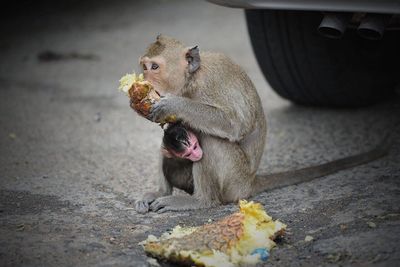 Monkey with infant eating pineapple