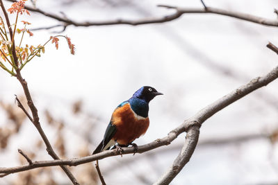 Bird perching on bare tree