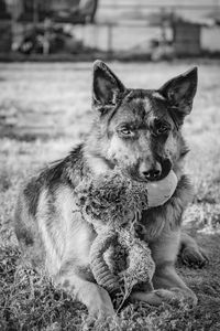 Portrait of dog sitting on field