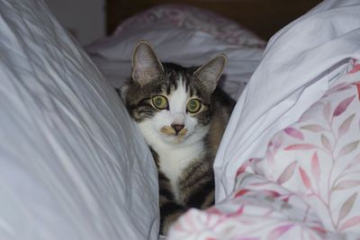 Portrait of cat relaxing on bed at home