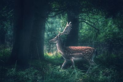 Deer standing in forest