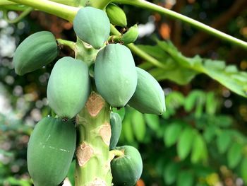 Close-up of fruits growing on tree