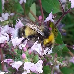 Close-up of honey bee on purple flower