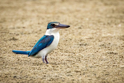 Side view of a bird on sand