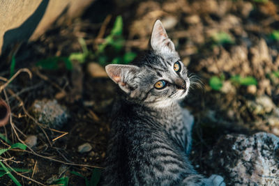 Portrait of cat on field