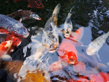 Fish swimming in pond