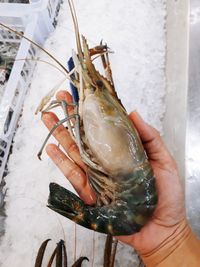 Cropped hand holding lobster