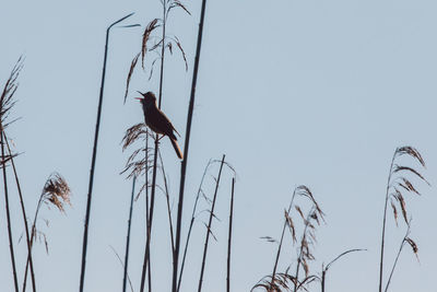 Low angle view of bird perching on branch against sky