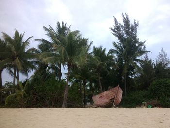 Palm trees on beach against sky