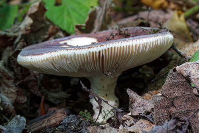 fungus