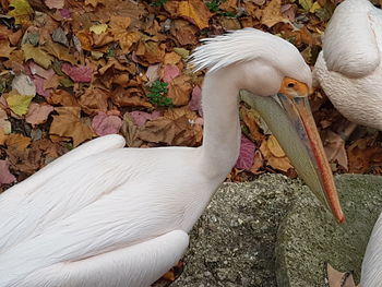 Close-up of swan on autumn leaves