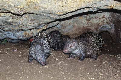 High angle view of an animal