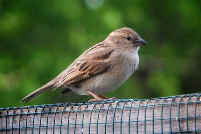 Close-up of bird perching on railing