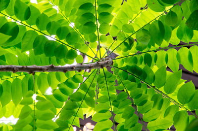 Close-up of insect on leaves