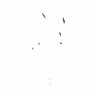 Low angle view of birds flying in sky