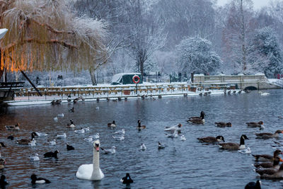 Swans swimming in lake