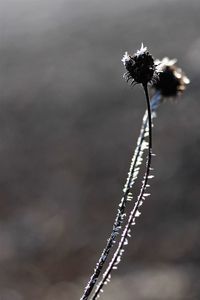 close-up
