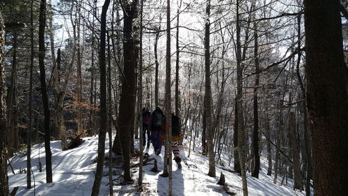 Trees in forest during winter