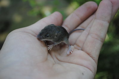 Cropped hand of person holding rodent