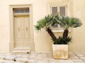 Potted plants outside building