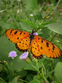 Close-up of butterfly pollinating on purple flower