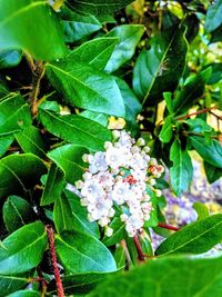 Close-up of flowers growing on tree