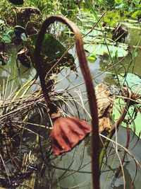 Close-up of hand against tree